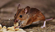 24 Hour & Emergency Exterminators in North Wilkesboro, NC
